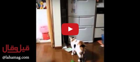 بالفيديو - ضعوا الخيار قرب هرّة ولن تصدّقوا رد فعلها! ستصدمون وتضحكون كثيراً