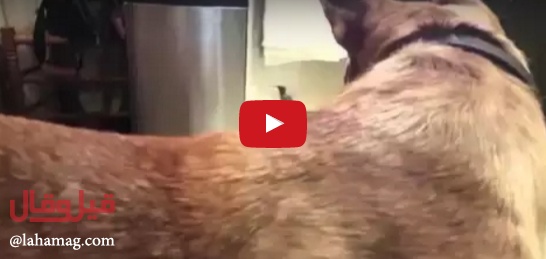 بالفيديو - لن تصدقوا هذه العلاقة بين طائر طنّان وكلب أنقذ حياته!