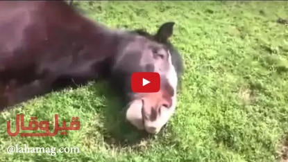 بالفيديو - اسمعوا شخير حصان ينام كالإنسان في حالة نادرة