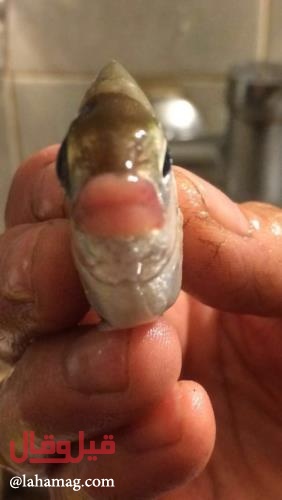 بالصور- سمكة بشفاه امرأة في لبنان!!