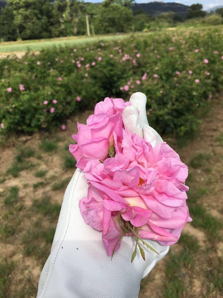 في شانيل يقطفون الزهور التي تصنع منها العطور بطريقة مختلفة! شاهدوا كيف