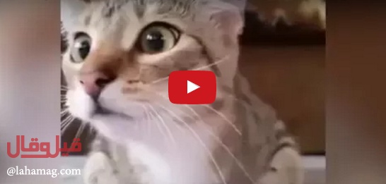 بالفيديو - لن تصدقوا جنون هذا القط بمتابعة فيلم رعب!