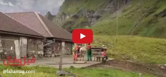 بالفيديو - شاهدوا بقرة تتدلى من طائرة هليكوبتر!