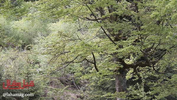 هل يمكنك إيجاد الدب في هذه الصورة التي حيّرت الملايين؟!