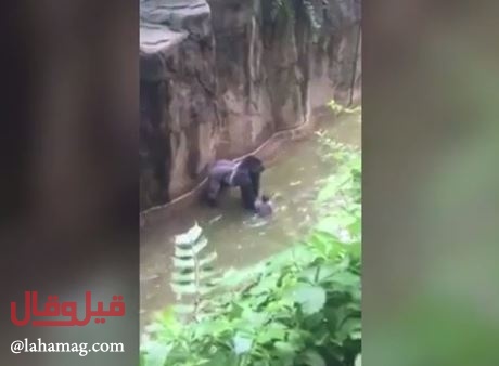 بالفيديو - لقطات مخيفة لطفل يسقط داخل قفص غوريلا.. شاهدوا ماذا حصل!