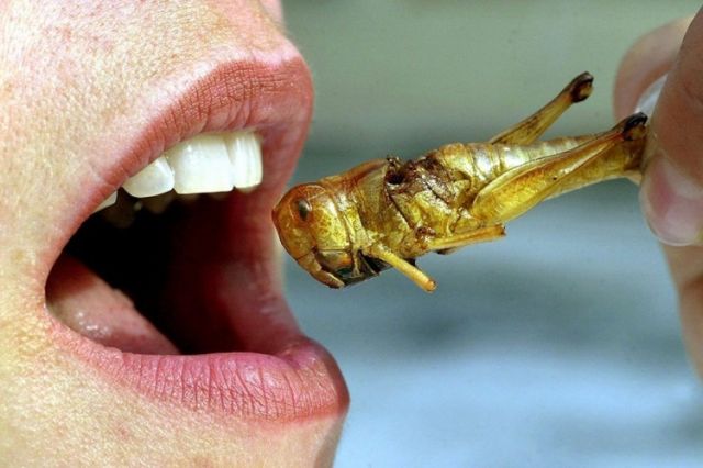 الامم المتحدة: تناولوا الحشرات لمكافحة البدانة!