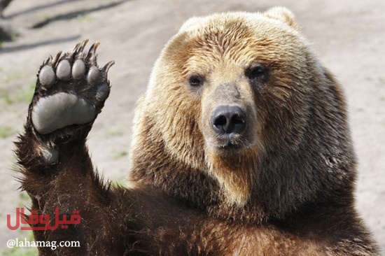 بالفيديو- كيف تعيش هذه العائلة مع دبٍ منذ أكثر من 22 عاماً... شاهدوا تفاصيل حياتهم!