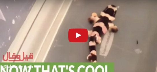 بالفيديو - شاهدوا لحظة خروج سمكة القرش من البيضة في لقطة نادرة