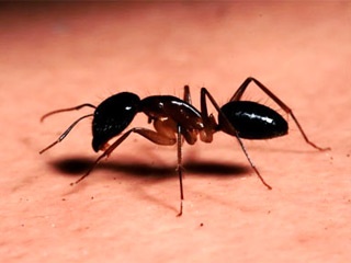 قرصة النملة للتخلّص من الدّهون... إليك فوائدها العديدة!