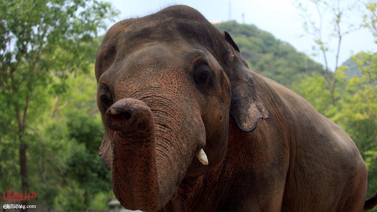العاطفة تجمع بين الفيل كافان والنّجمة الشهيرة... إليكم التفاصيل!