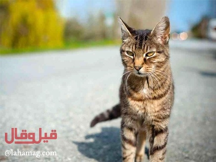 عائلة رهينة في منزلها... والسبب قطّ؟!