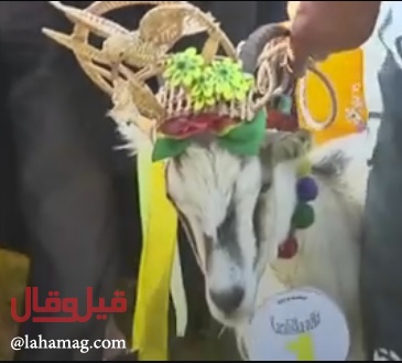 بالفيديو- مسابقة ملكة جمال الماعز... فمن فاز باللقب؟