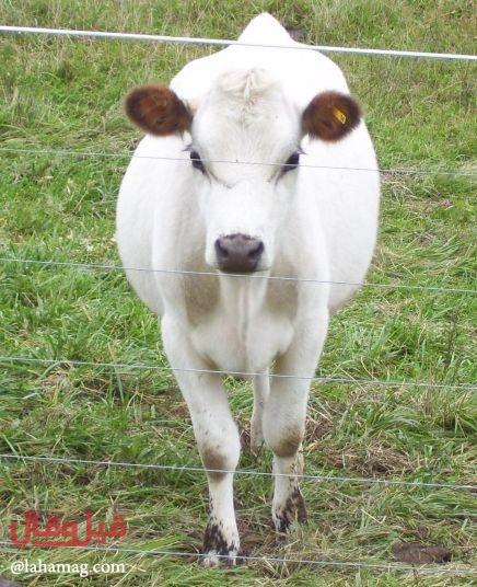 العثور على الذهب في بول أبقار الجيرسي... إليكم التفاصيل!!