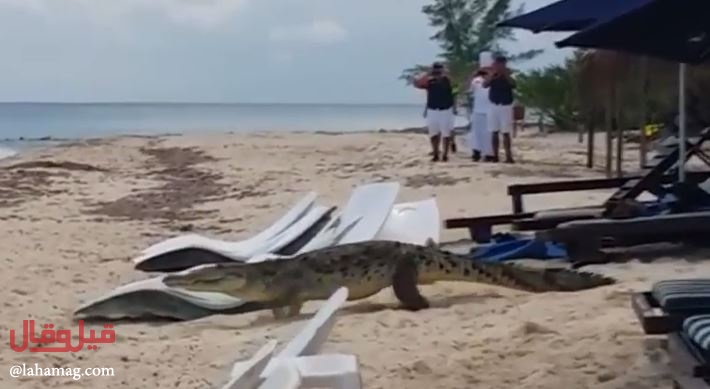 بالفيديو - تمساح يتجول بين الناس.. شاهدوا رد فعلهم!