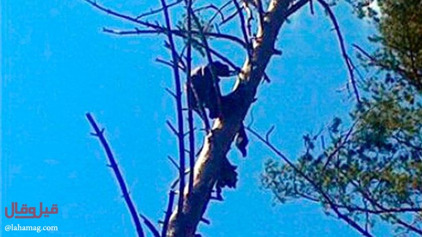 جثّة محنّطة على الشجرة منذ 8 أشهر!!