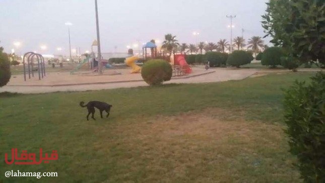 في السعودية- بعد مقتل طفل إصابة مواطن اثر هجوم كلاب مسعورة... اليكم التفاصيل!!