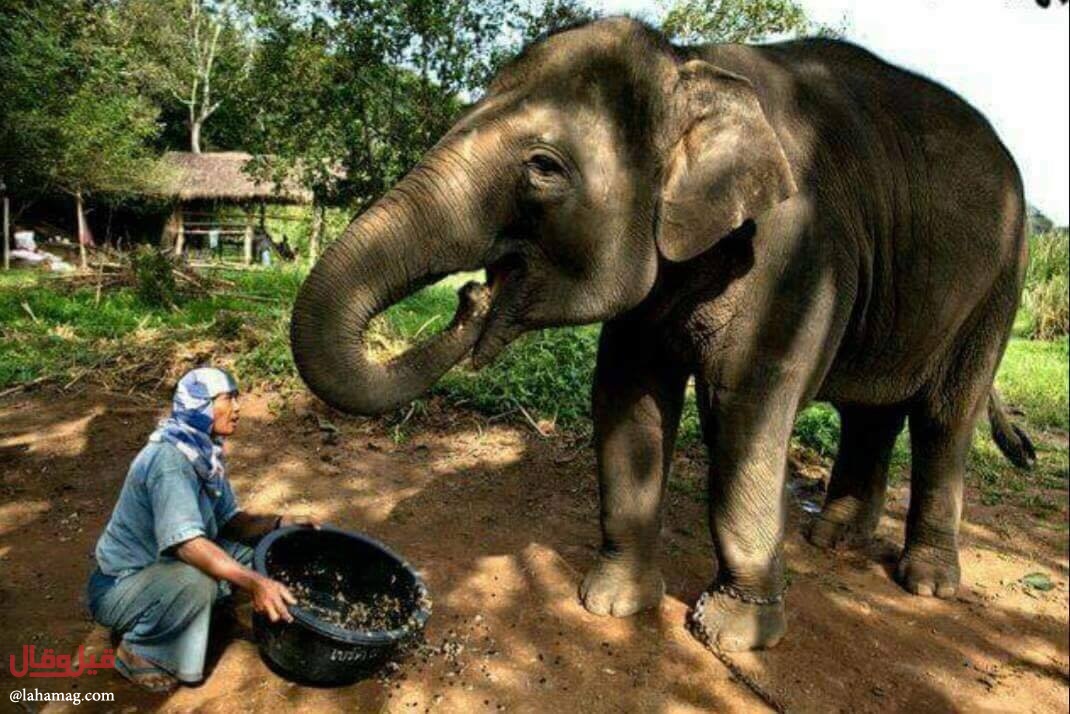 روث الفيلة قهوة باهظة الثمن!! هل نشربها دون أن نعرف؟