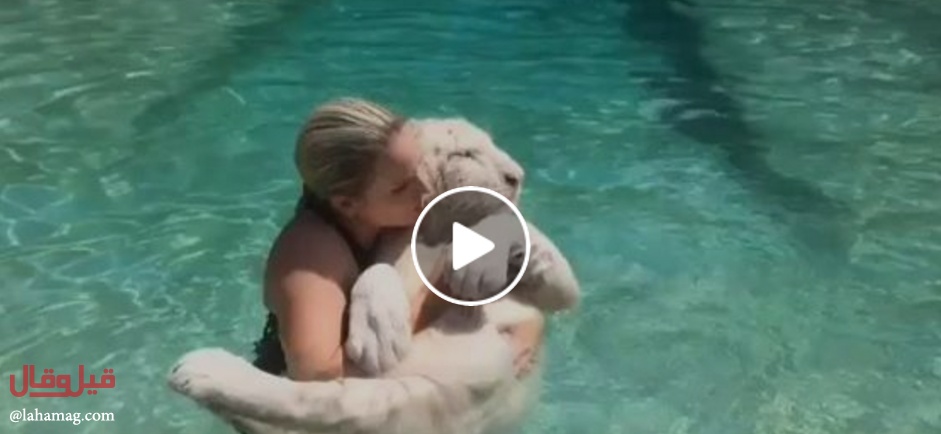 بالفيديو - أكثر من 6 ملايين مشاهدة لحسناء شقراء تسبح مع اسد ابيض