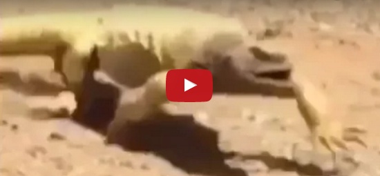 بالفيديو - ظواهر غريبة... حيوانات الصحراء 