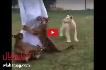 بالفيديو - هواية غريبة... ثري عربي يطلق الأسود على ضيوفه!