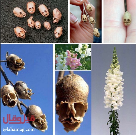 بالصور - أزهار طبيعية وغامضة بشكل الجمجمة البشرية... هذا سرها!