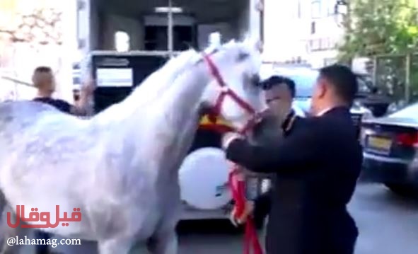 بالفيديو - عريس يغيّر العادات ويختار ان يكون فارساً.. إليكم التفاصيل!