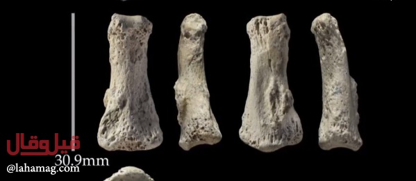 بالفيديو - اكتشاف أقدم عظم بشري في السعودية.. عمره 90 ألف سنة