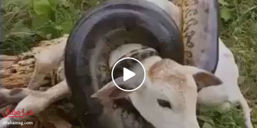 بالفيديو - لقطات مرعبة لأفعى ضخمة تنقض على عجل صغير