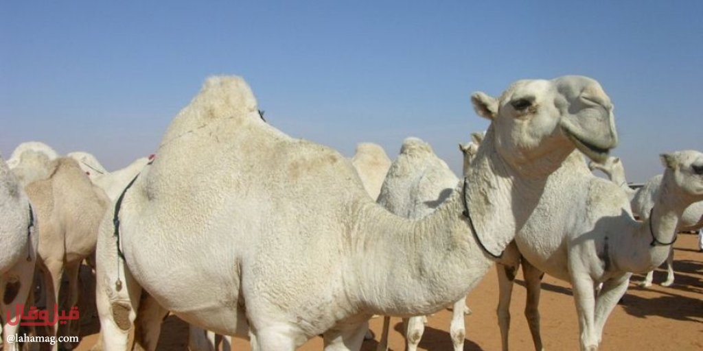 عضّها الجمل مقابل 10 آلاف دولار وراتب شهري! إليكم التفاصيل