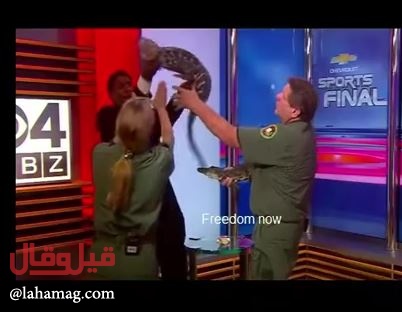 بالفيديو - تمساح ينقض على مذيع ويهدد حياته على الهواء