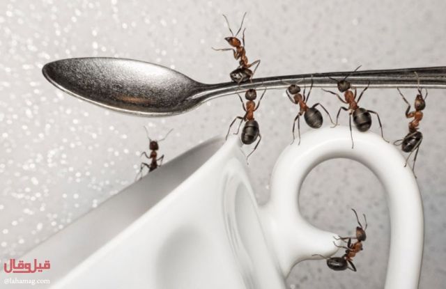 طرق سهلة لا تعرفينها لطرد النمل من منزلك... الرقم 1 سيدهشك