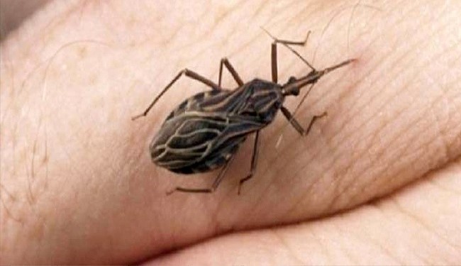 في حال وجدتم هذه الحشرة لا تلمسوها واتّصلوا بالاسعاف فوراً.. لهذا السبب!!