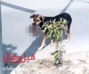 فيديو صادم يشعل مواقع التواصل.. كلبٌ يتجوّل وجثّة طفلٍ في فمه!!