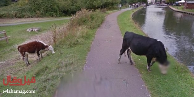 بقرة تجتاح مواقع التواصل بفضل حجاب وجهها.. اليكم التفاصيل