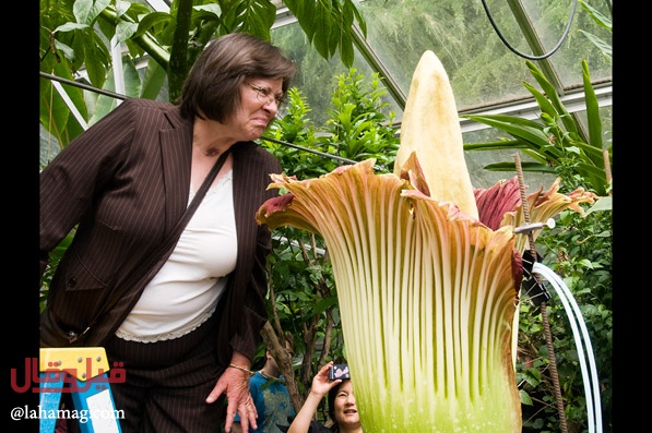 بالصور - تعرفوا على 