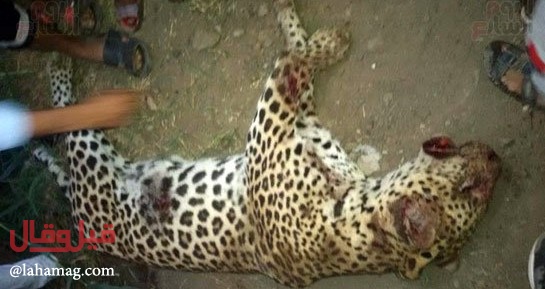 أصحاب القلوب الضعيفة يمتنعون- بالفيديو: نمر يقتل طفلة في مصر والأهالي يفتكون به