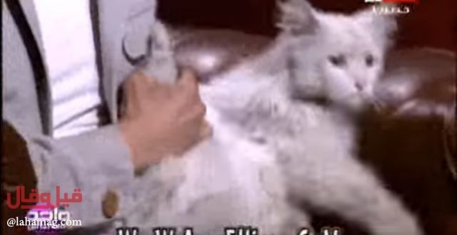 فيديو حقيقي - أعجوبة قطة بجناحين...ماذا عن طيرانها؟!