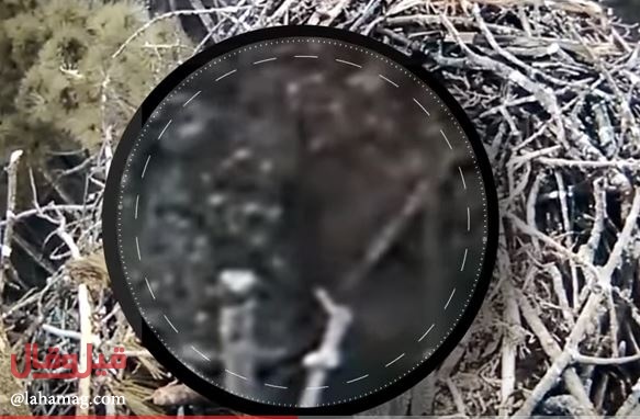 بالفيديو - مخلوق غريب في الغابة يثير الجدل.. شاهدوه