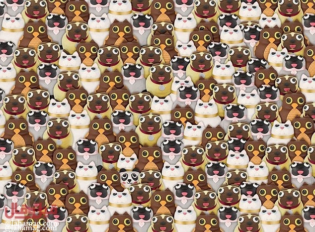 لغز جديد يشغل الملايين على مواقع التواصل.. هل يمكنك حلّه!؟