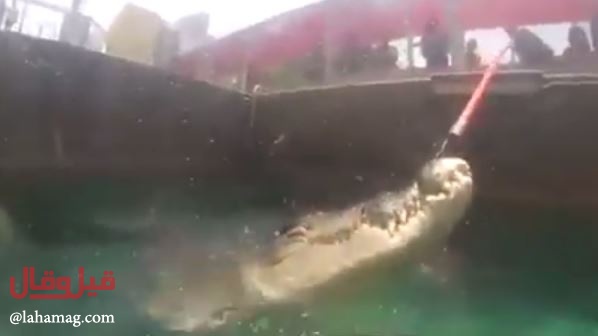 فيديو مرعب - لقطات لفتاتين تسبحان مع تماسيح قاتلة