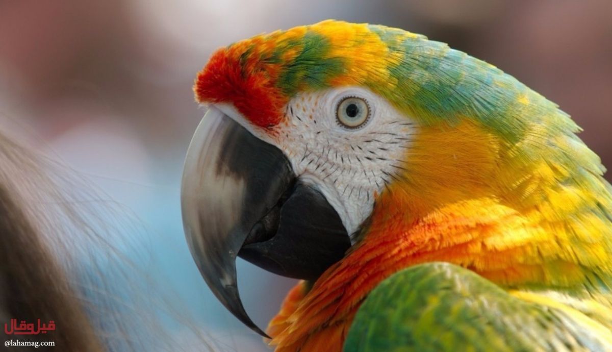 سيدة عربية تكشف خيانة زوجها بفضل الببغاء... اليكم التفاصيل