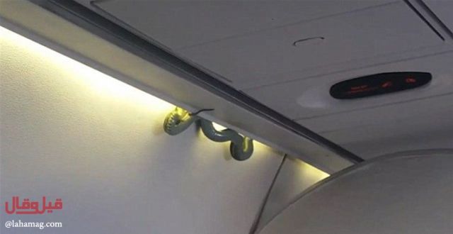 بالفيديو- حالة من الذعر تخيّم على الطائرة... أفعى سامة فوق رؤوس المسافرين!!