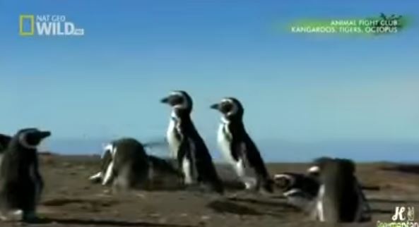 فيديو رائع - ردّ فعل بطريق عاد لمنزله ليجد زوجته تخونه!