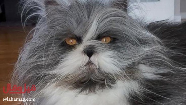 بالصورة - خمّنوا جيداّ... هل هذا قط أم كلب؟