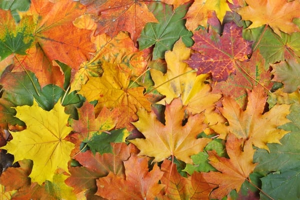 أوراق النباتات على الجدران