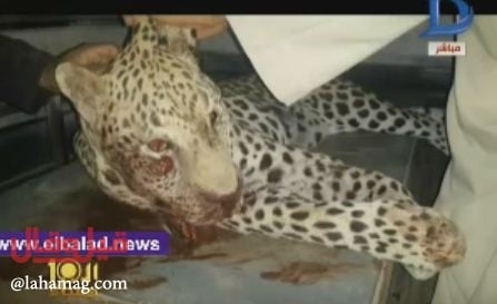 مشاهد مؤلمة - نمر يلتهم طفلة ويهاجم الاهالي في قرية مصرية!