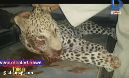 مشاهد مؤلمة - نمر يلتهم طفلة ويهاجم الاهالي في قرية مصرية!