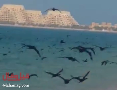 بالفيديو- طيور سوداء تهاجم شواطئ الإمارات وتثير الرعب...شاهدوها
