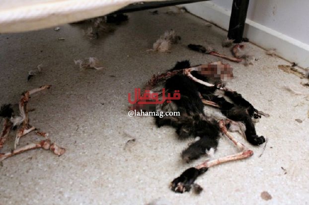 14 قطاً يأكل بعضهم بعضاً بعدما تم حبسهم في منزل
