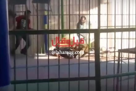 بالفيديو- لحظة هجوم ثلاثة أسود على مدربهم في الإسكندرية